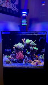 Sarah Tully Saltwater reef tank Sarah Tully Saltwater reef tank